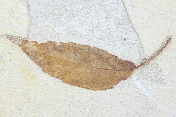 Fossil Leaf (Allophylus) From Wyoming - With Insect Predation #79543